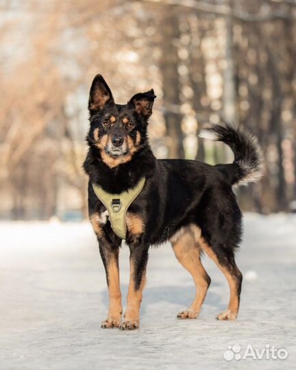 Собака в добрые руки бесплатно