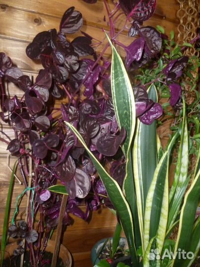 Цветы комнатные в ассортименте