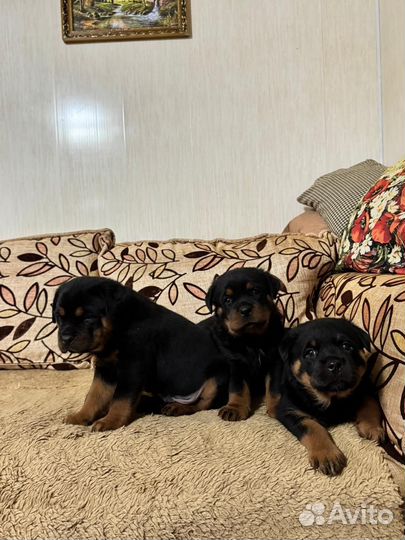 Щенки ротвейлера