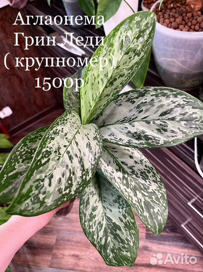 Аглаонемы