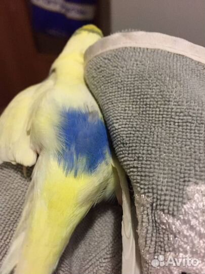 Попугай девочка