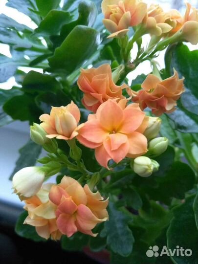 Каланхоэ оранжевого и красного цвета