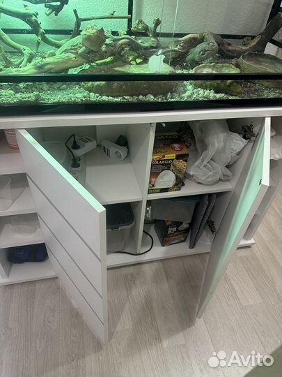 Ящерица с террариумом