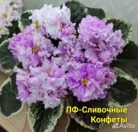 Фиалки