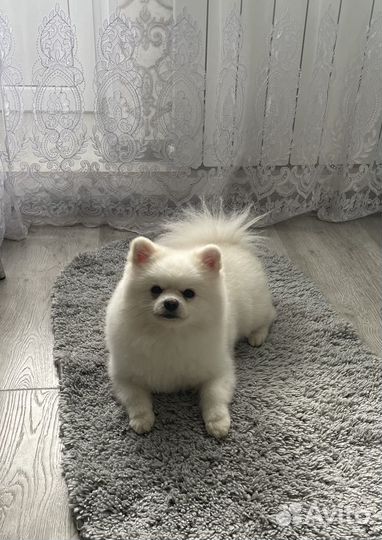 Вязка шпиц мальчик