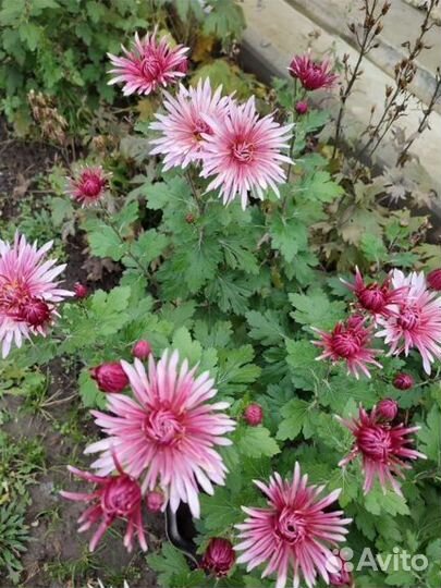 Хризантема корейская, кустовая