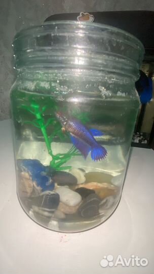 Рыбка петушок самка