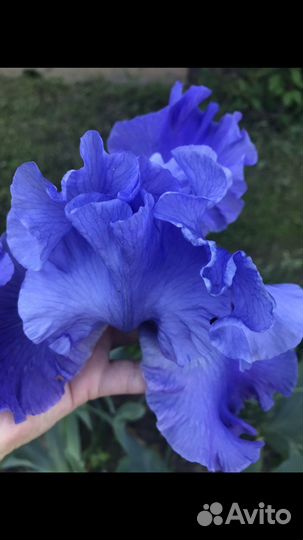 Ирисы