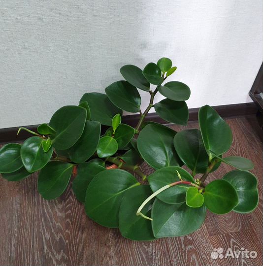 Пеперомия туполистная