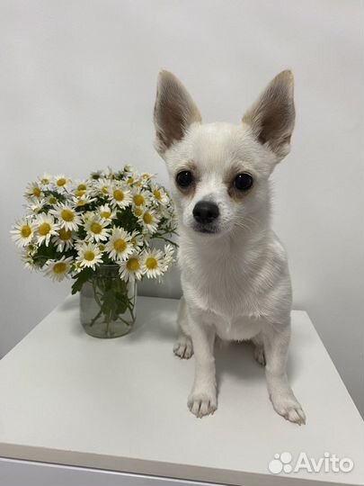 Чихуахуа. Вязка