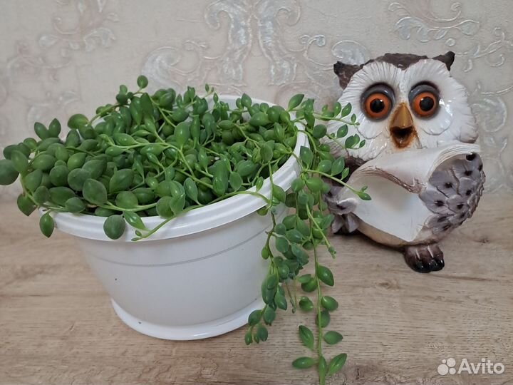 Комнатные растения цветы большие