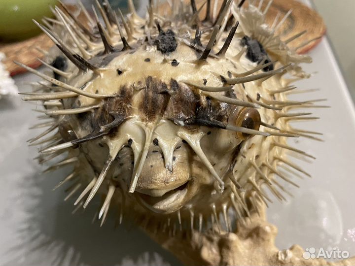 Чучело моского моского ежа, ракушки