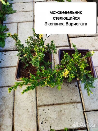 Туя, можжевельник, ель голубая