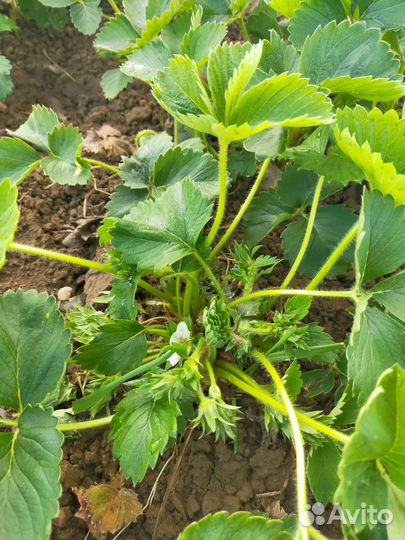 Саженцы земклуники Купчиха