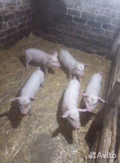 Поросята