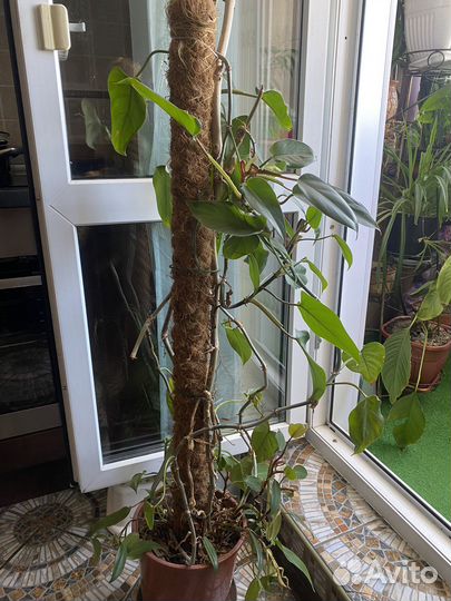 Филодендрон