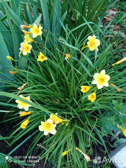 Многолетники для сада