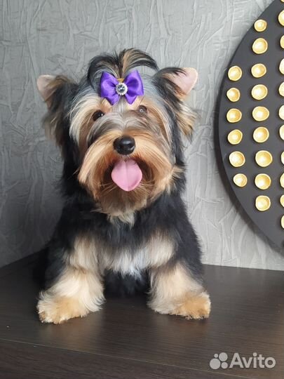 Йоркширский терьер девочка