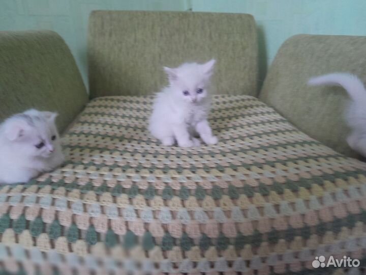 Отдам в добрые руки вислоухого котенка