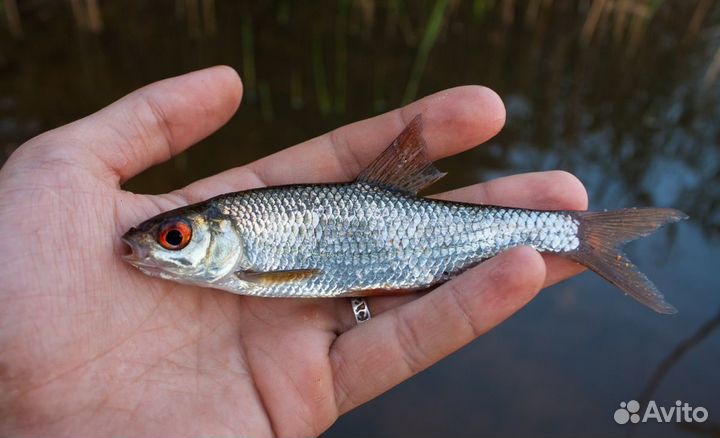 Живец плотва