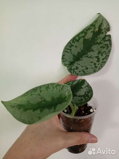 Сортовые сциндапсусы