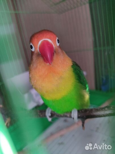 Попугай неразлучник с клеткой