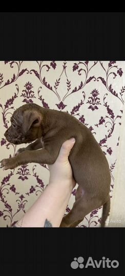 Щенки питбуля