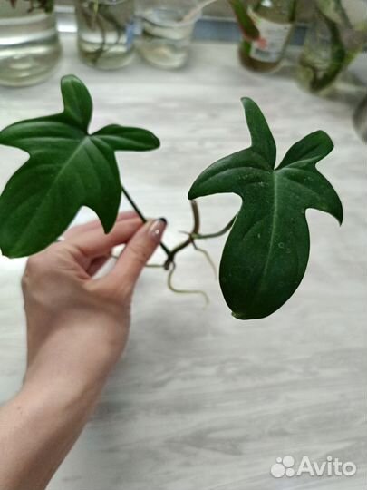 Филодендрон