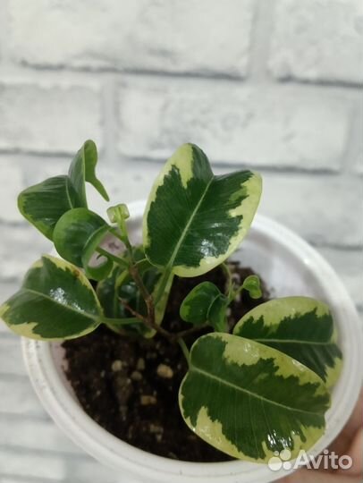 Комнатные растения