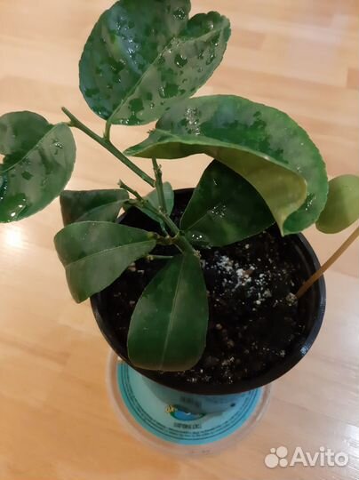 Лимон Миейер,плодоносящий