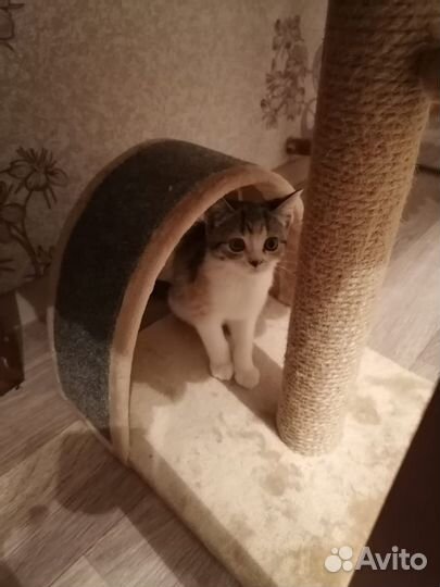 Шотландская кошка