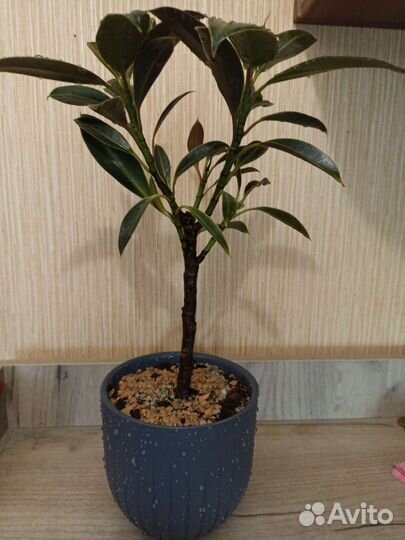 Фикус Найроби штамб