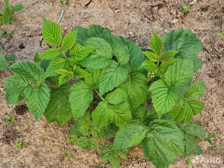 Малина ремонтантная