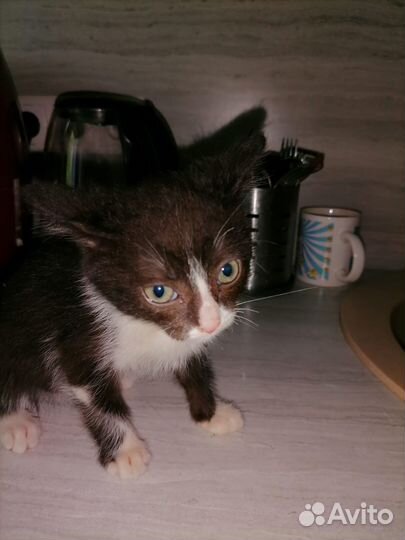 Отдам даром бесплатно животные