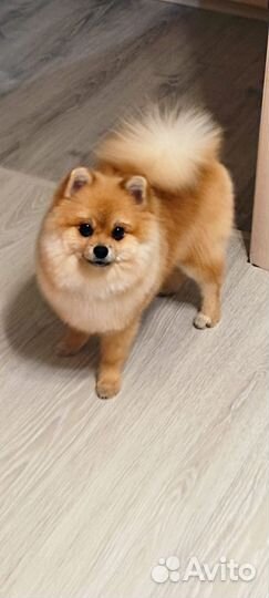 Немецкий шпиц вязка