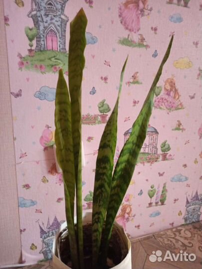 Сансевиерия сортовая. Разные виды сортов