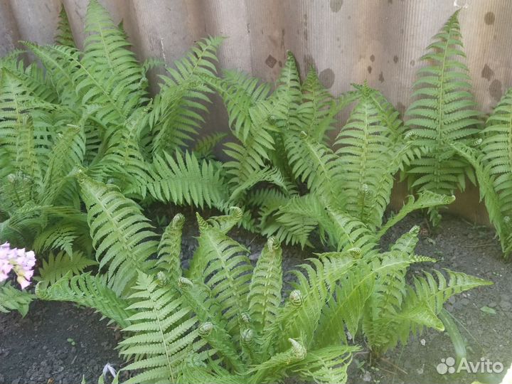 Хосты, бадан, лимонник, папоротник