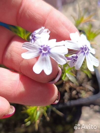 Флоксы шиловидные