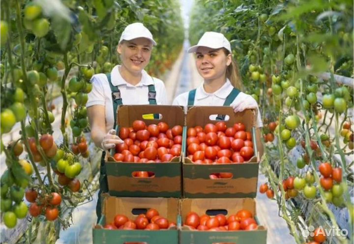 Вахта 15/15- Сборщик томатов в Агрокомплекс Москвы