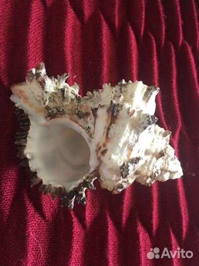 Морские ракушки раковины