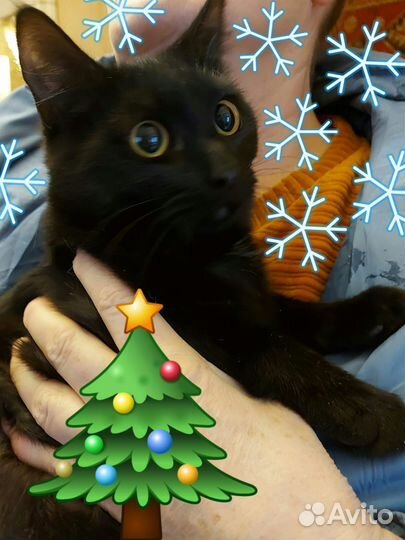 Кошки в добрые руки