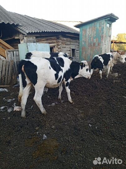 Телята коровы