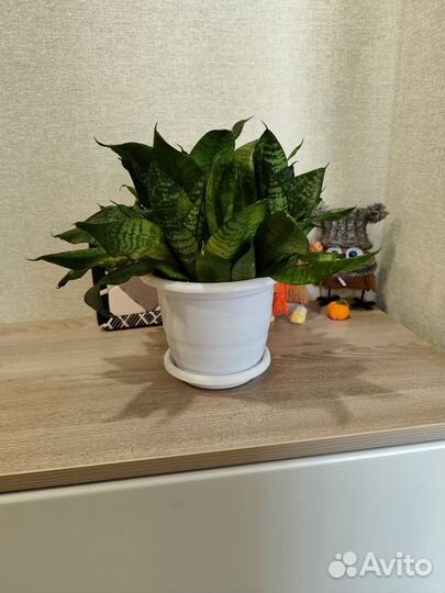 Сансевиерия