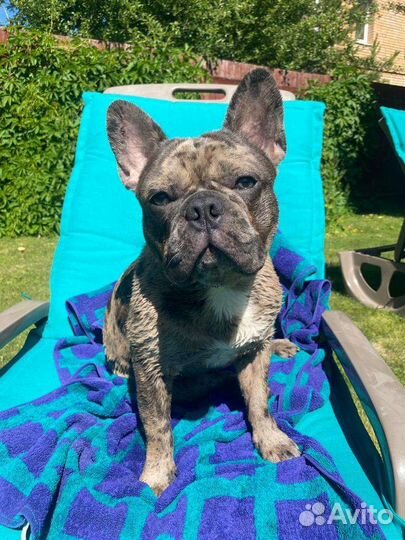 Французский бульдог голубой вязка