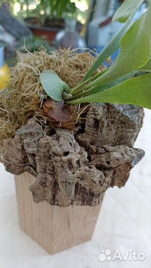 Платицериум