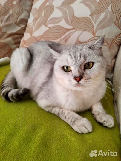 Молодой кот Бакс