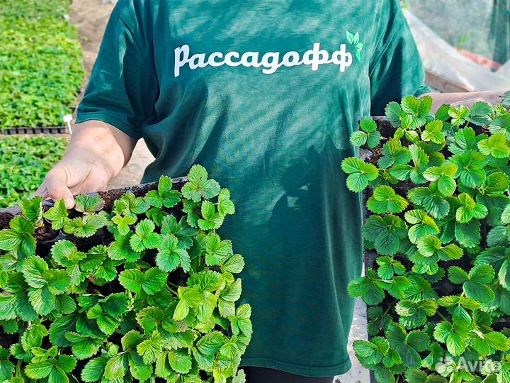 Рассада клубники. Оптом. Элитные сорта