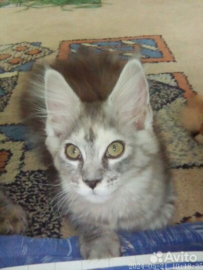 Котята мейн кун