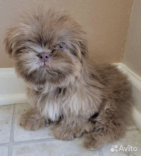 Ши-тцу эксклюзивных окрасов