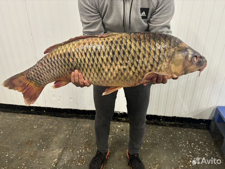 Свежемороженая рыба